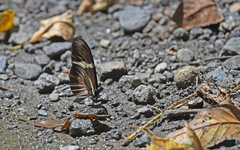 Heliconius clysonymus