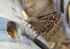 Sovia albipectus