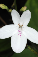 Pseuderanthemum variabile