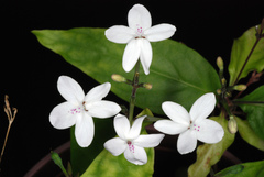 Pseuderanthemum variabile