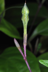 Pseuderanthemum variabile
