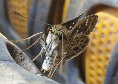 Sovia albipectus