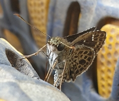 Sovia albipectus