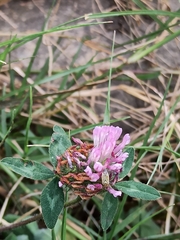 Trifolium pratense