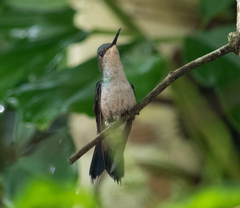 Thalurania glaucopis