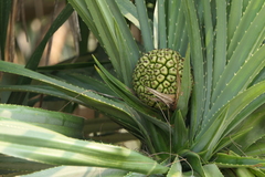 Pandanus odorifer