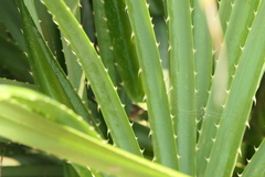 Pandanus odorifer