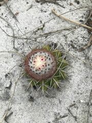 Melocactus violaceus