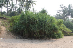 Pandanus odorifer