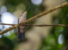 Thalurania glaucopis