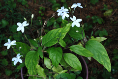 Pseuderanthemum variabile
