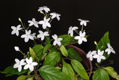 Pseuderanthemum variabile