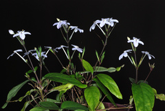 Pseuderanthemum variabile