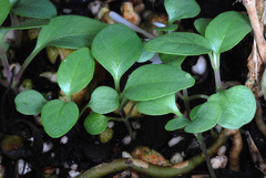 Pseuderanthemum variabile