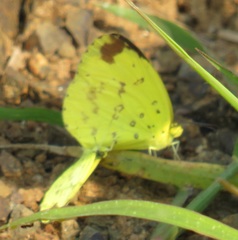 Eurema hecabe solifera