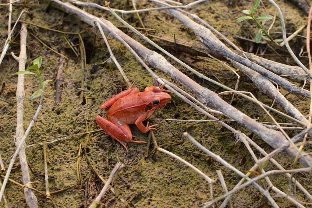 Zhenhai Brown Frog From On November At Pm By Inaturalist