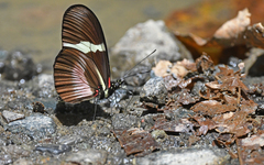 Heliconius clysonymus