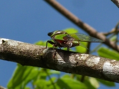 Hemisciera maculipennis