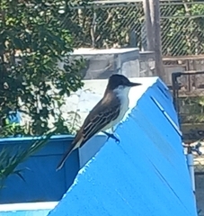 Tyrannus caudifasciatus