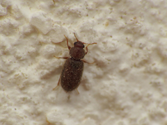 Corticariinae