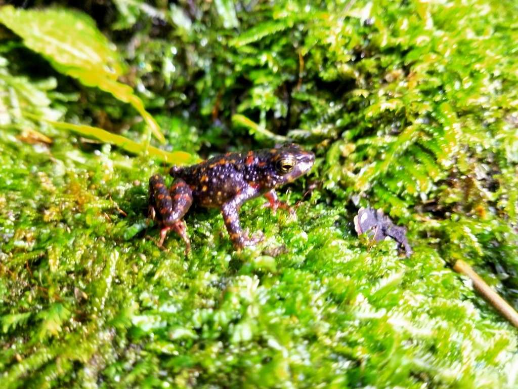 Bleeding Toad in November 2022 by Ramadhan · iNaturalist