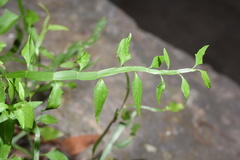 Muehlenbeckia platyclada