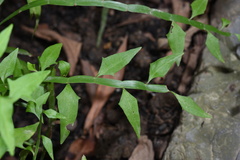 Muehlenbeckia platyclada