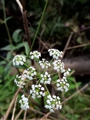 Oenantheae