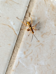 Sphictostethus gravesii