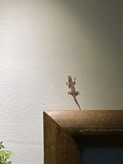 Hemidactylus mabouia