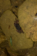 Longpotamon chekiangense