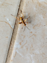 Sphictostethus gravesii