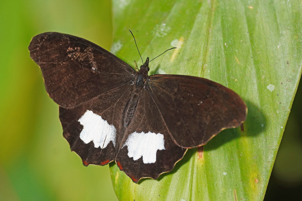 Mygona irmina