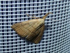 Polypogon tentacularia