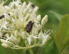 Valgus canaliculatus