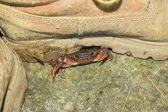 Longpotamon chekiangense