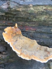 Stereum gausapatum