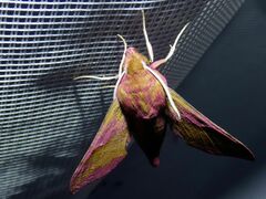 Deilephila porcellus