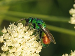 Chrysis chrysoprasina