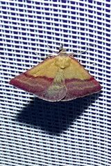 Phytometra viridaria