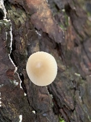 Mycena galericulata