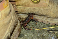 Longpotamon chekiangense