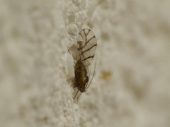 Therioaphis