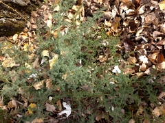 Asparagus acutifolius