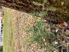Asparagus acutifolius