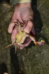 Longpotamon chekiangense