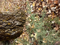 Asparagus acutifolius