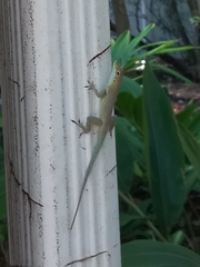 Anolis conspersus