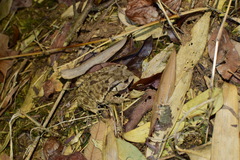 Bufo gargarizans