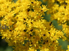 Olibrus semistriatus